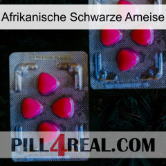 African Black Ant 14